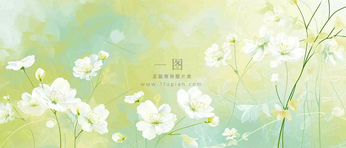 清新白色小花野花野草春天萌芽手绘，春分