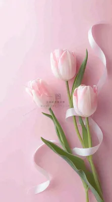 粉色郁金香花束母亲节送花摄影图 粉色郁金香花束母亲节送花摄影图