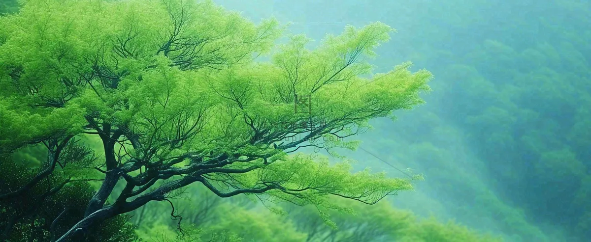 悬崖高山意境云层绿树树木特写