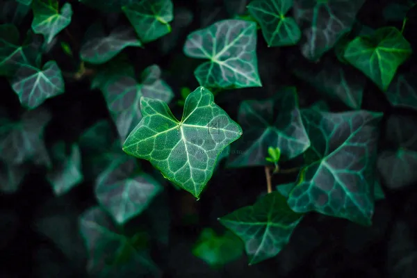 清新绿叶绿植植物叶子特写立夏夏至大暑春夏摄影图