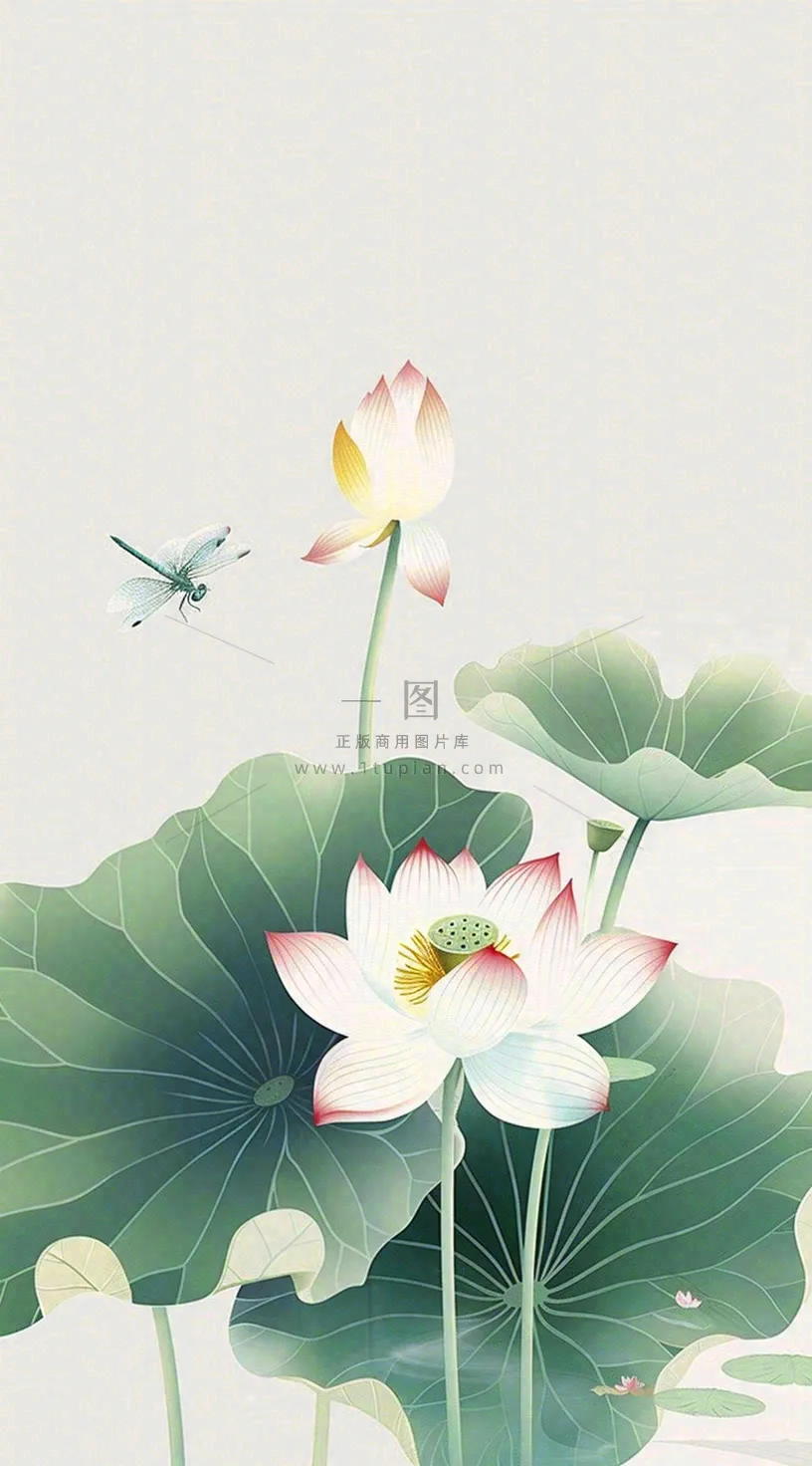 夏天荷花荷叶清凉小清新淡雅小暑大暑处暑插画背景