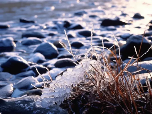 冬季河边石头上结冰的植物积雪摄影图