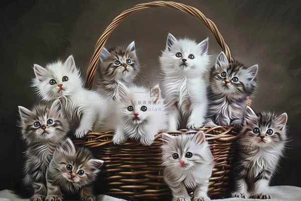 猫咪宠物猫可爱动物摄影图 猫咪宠物猫可爱动物摄影图