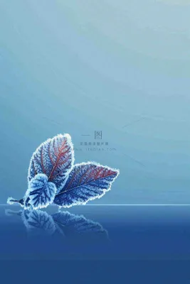 冬天树叶上结着白霜霜降摄影图 冬天树叶上结着白霜霜降摄影图