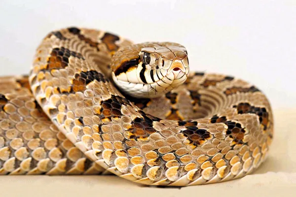 蛇在白色背景爬行动物摄影图