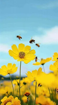清新春天蓝天花丛黄色小花朵蜜蜂，春分摄影图
