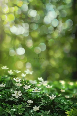 春夏草坪白色小花野花立夏惊蛰摄影图 春夏草坪白色小花野花立夏惊蛰摄影图