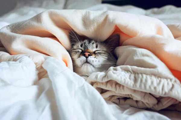 被窝里睡觉的猫猫，可爱的动物摄影图