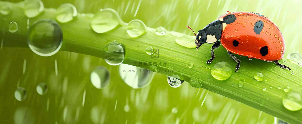 春天雨水叶子绿叶上的七星瓢虫，虫类，谷雨春分摄影图