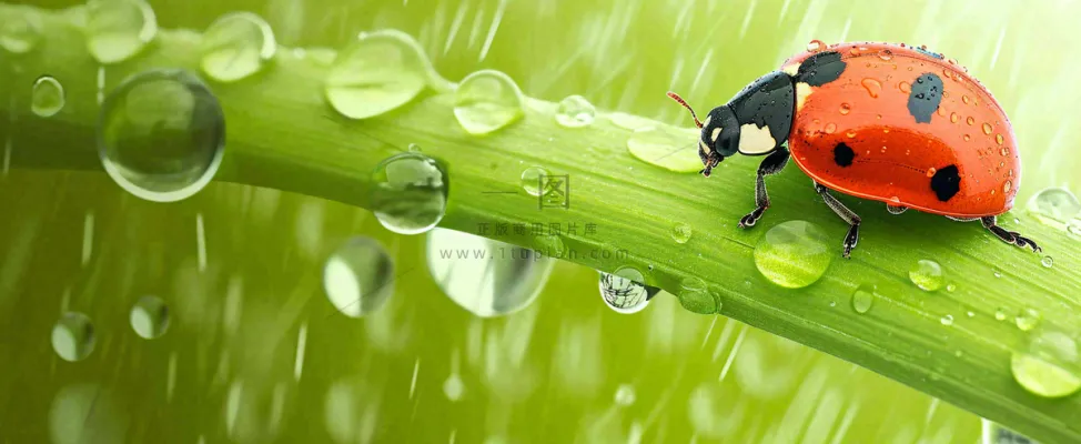 春天雨水叶子绿叶上的七星瓢虫,虫类,谷雨春分摄影图 春天雨水叶子绿叶上的七星瓢虫,虫类,谷雨春分摄影图