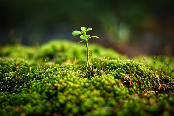 苔藓石壁上生长的苔藓春天摄影图 苔藓石壁上生长的苔藓春天摄影图
