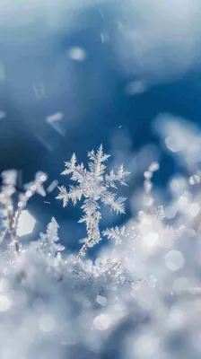 冬天结霜的植物白霜寒冷霜降摄影图