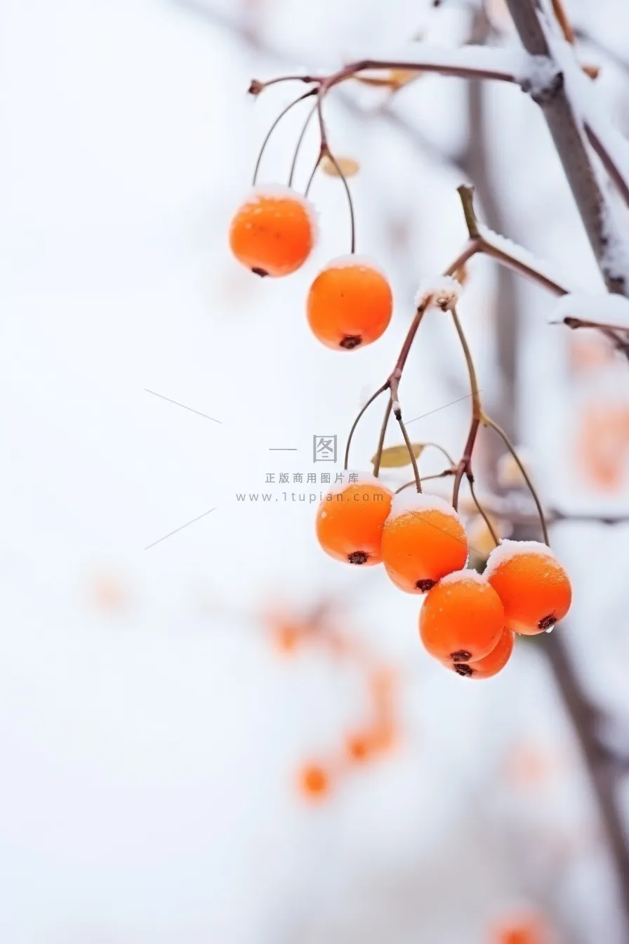简约冬天树枝雪景背景