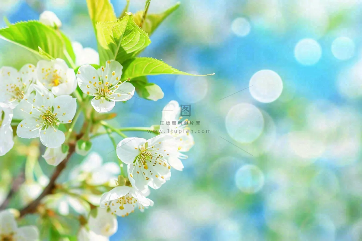 立春白花梨花花朵春意蓝天背景春分惊蛰摄影图