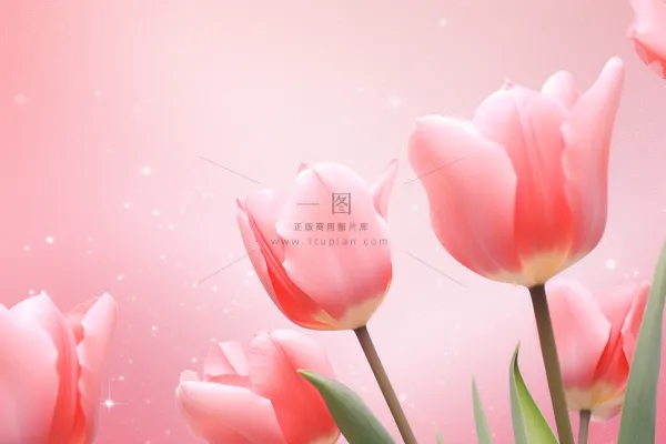 粉色清新郁金香鲜花背景 粉色清新郁金香鲜花背景