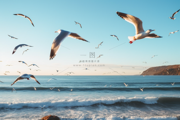 海岸海边空中飞翔海鸥鸟类摄影图