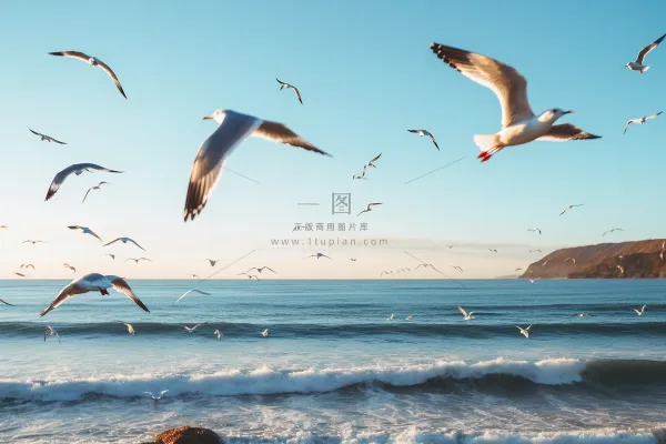 海岸海边空中飞翔海鸥鸟类摄影图