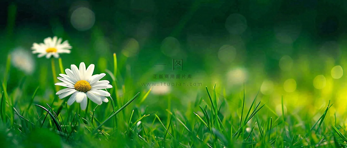 夏至夏天向阳菊花草地立夏小暑摄影图