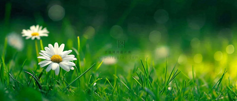 夏至夏天向阳菊花草地立夏小暑摄影图 夏至夏天向阳菊花草地立夏小暑摄影图
