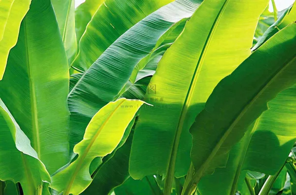 香蕉树芭蕉叶绿色植物摄影图 香蕉树芭蕉叶绿色植物摄影图