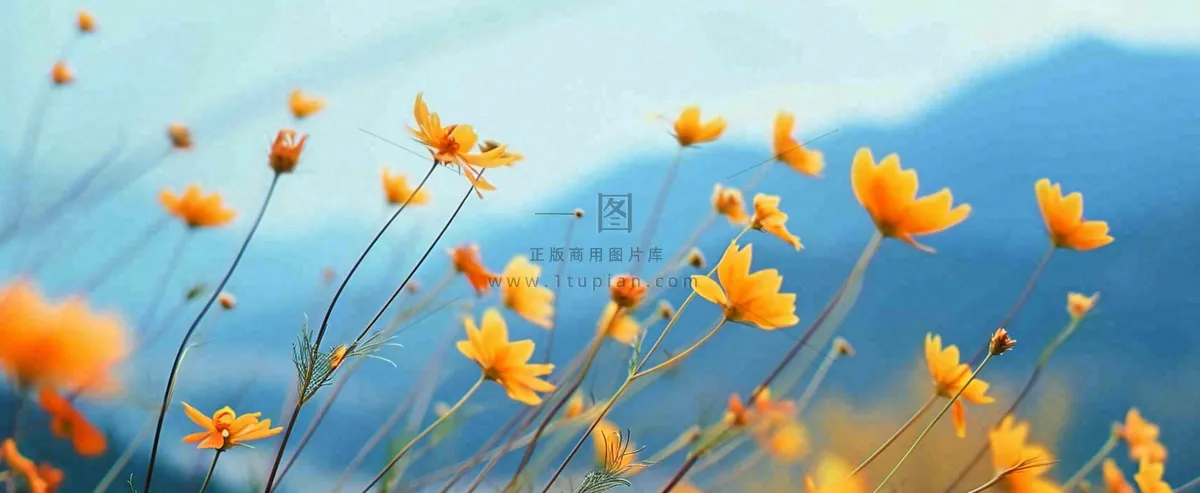 简约橙色小花鲜花，蓝色天空山脉虚幻意境摄影图