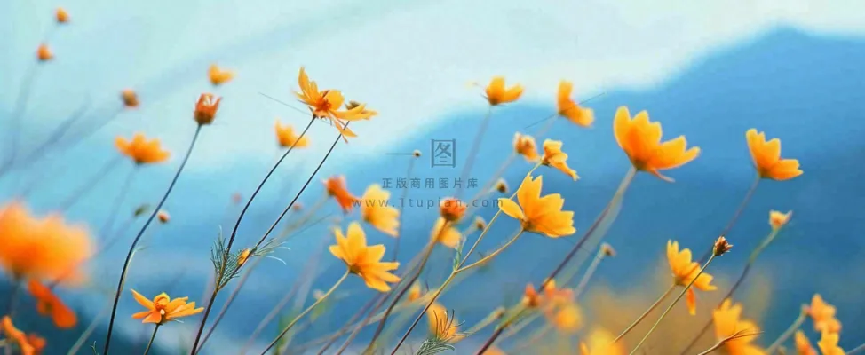 简约橙色小花鲜花,蓝色天空山脉虚幻意境摄影图 简约橙色小花鲜花,蓝色天空山脉虚幻意境摄影图