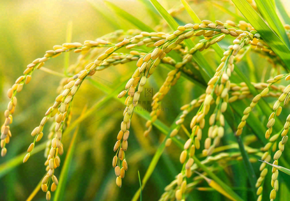 稻田稻谷稻穗粮食收成小满芒种世界粮食日摄影图