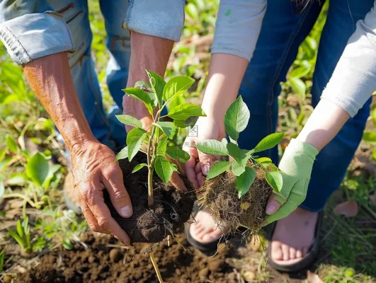 植树树苗保护环境摄影图