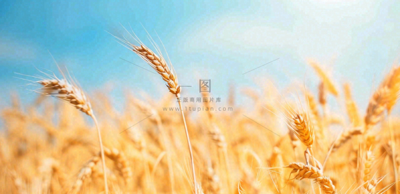 秋天成熟小麦地金黄小麦穗粮食芒种摄影图