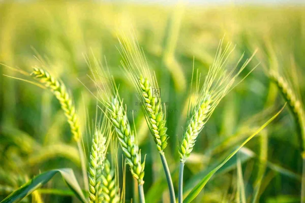 绿色小麦麦穗农田种植小满芒种粮食丰收摄影图