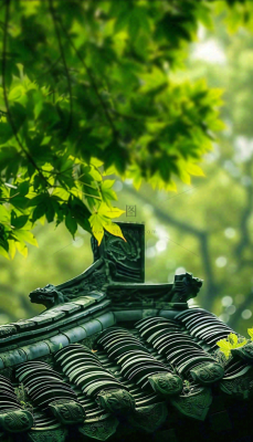 夏天大树绿荫屋檐小清新唯美大暑处暑摄影图 夏天大树绿荫屋檐小清新唯美大暑处暑摄影图