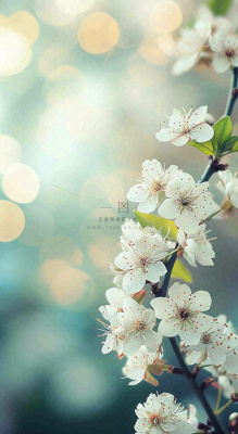 春天白色的樱花花朵和嫩芽开满枝头立春，春分摄影图