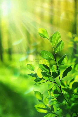 阳光绿叶森林大自然风景绿意春分夏至立夏清新摄影图 阳光绿叶森林大自然风景绿意春分夏至立夏清新摄影图