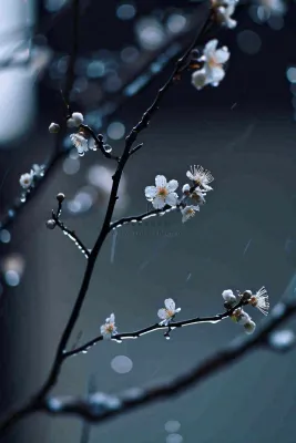 冬天雪花枝叶植物简约意境，冬季小雪大雪冬至摄影图