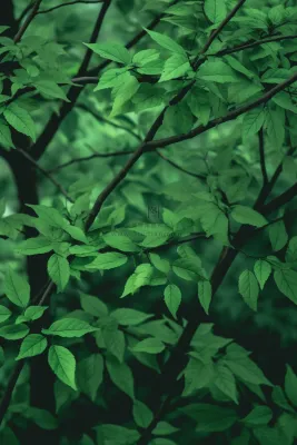 简约树叶清新绿色大气摄影背景