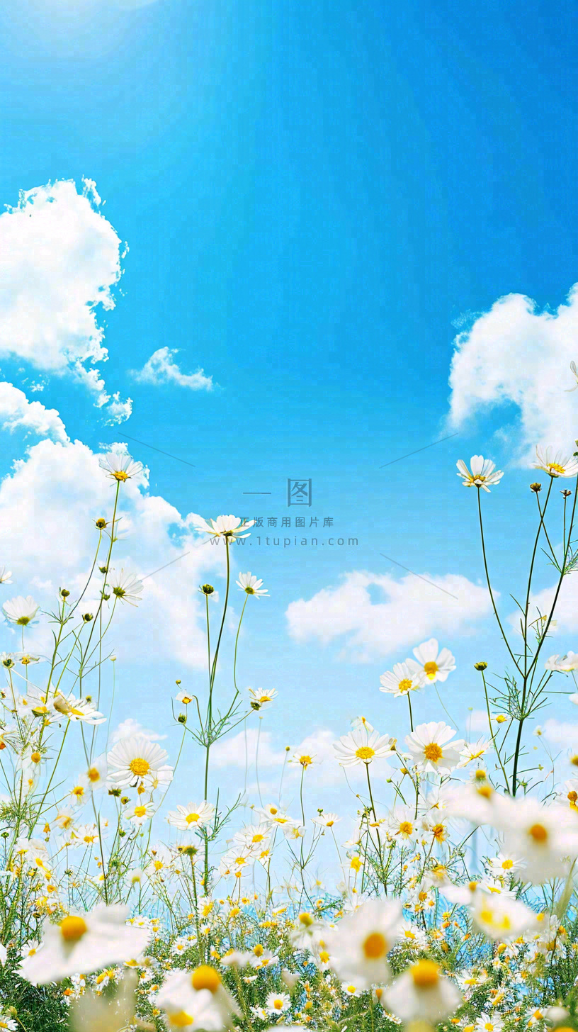 城市晴天阳光鲜花春天蓝天白云,立夏小满
