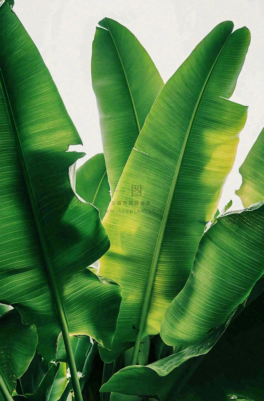 香蕉树芭蕉叶绿色植物摄影图
