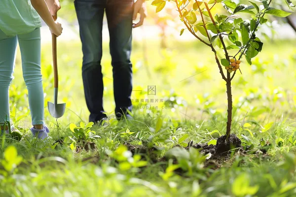 植树树苗保护环境摄影图