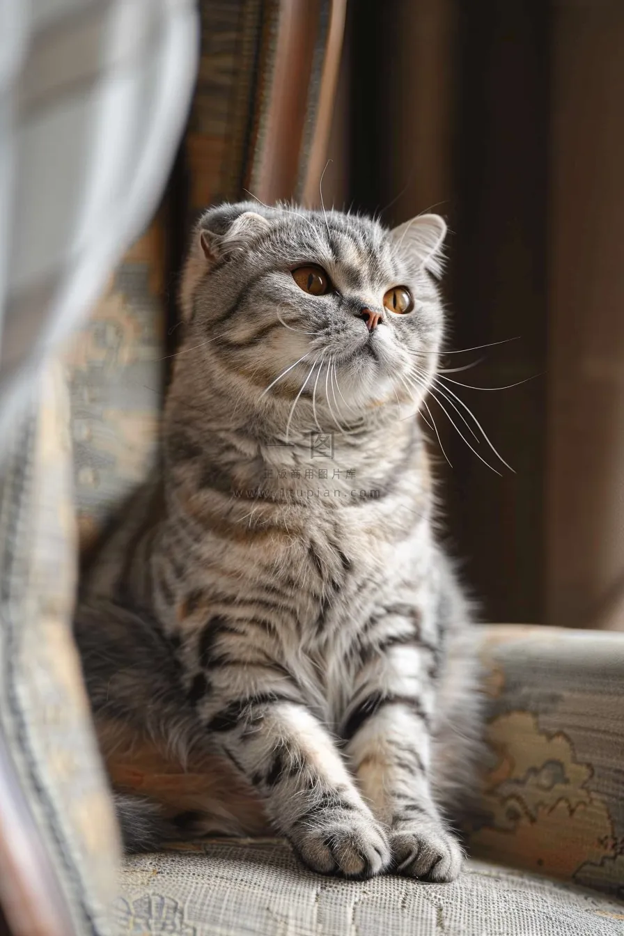 猫咪宠物猫可爱动物摄影图