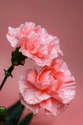 粉色康乃馨母亲节鲜花摄影图