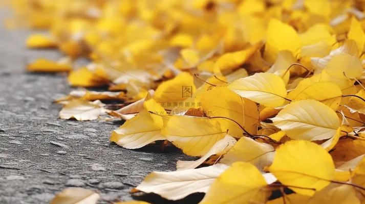 秋天掉落在马路上的黄色树叶摄影图