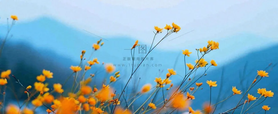 简约橙色小花鲜花,蓝色天空山脉虚幻意境摄影图 简约橙色小花鲜花,蓝色天空山脉虚幻意境摄影图