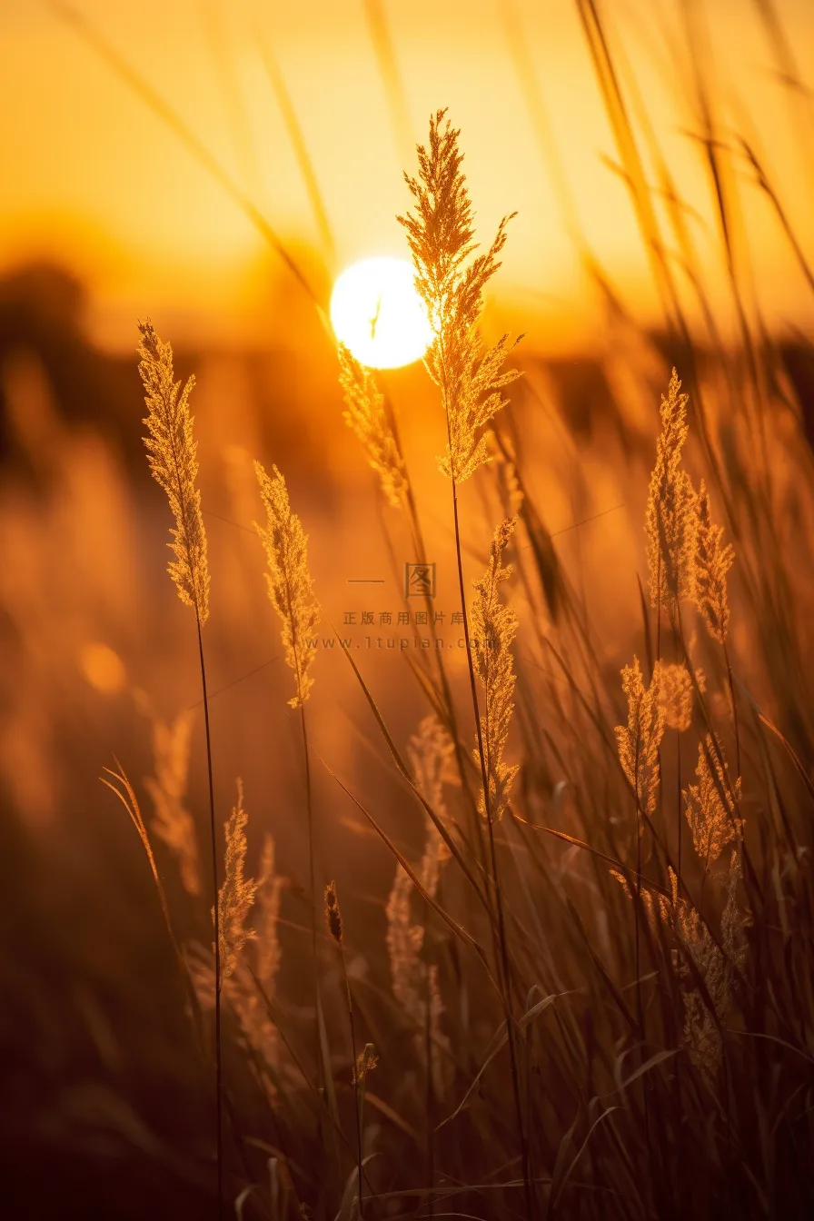 芦苇荡夕阳下美丽芦苇花摄影图