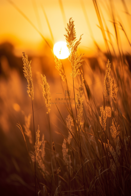 芦苇荡夕阳下美丽芦苇花摄影图