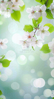 春天白色的樱花花朵开满枝头立春惊蛰春分摄影图