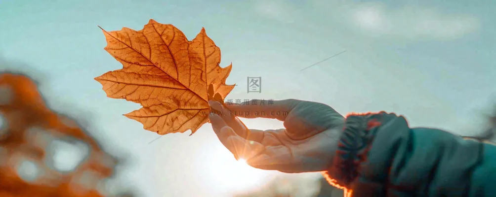 秋天手拿秋叶落日光照,温馨特写,立秋秋分摄影图 秋天手拿秋叶落日光照,温馨特写,立秋秋分摄影图