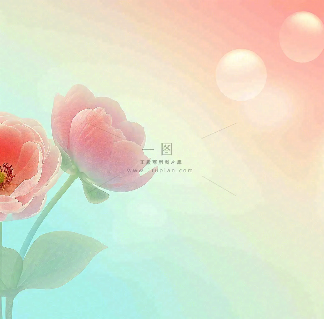 彩色简约鲜花花束郁金香渐变花朵