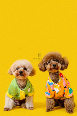 猫狗宠物店宣传卡通插画背景 猫狗宠物店宣传卡通插画背景