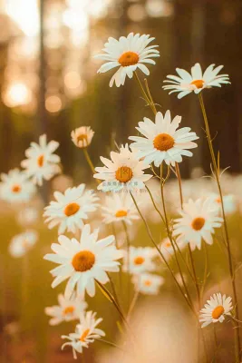 落日小花小草花朵特写，郊游玩耍意境摄影图