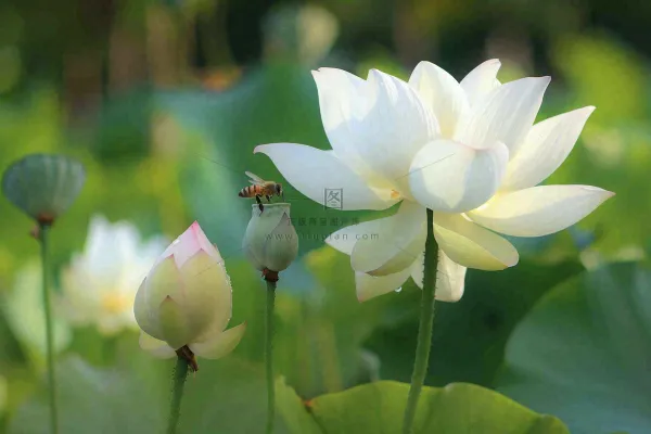夏日池塘白荷花荷叶蜜蜂采蜜夏至大暑小暑处暑摄影图 夏日池塘白荷花荷叶蜜蜂采蜜夏至大暑小暑处暑摄影图